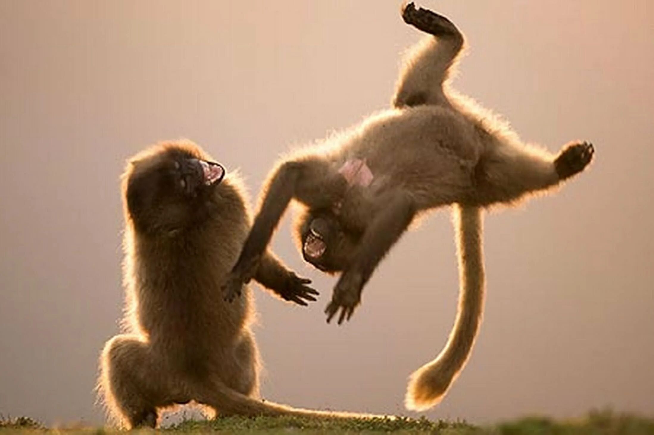 Обезьяны веселятся. Радостные животные. Забавные обезьяны. Мартышки веселятся.