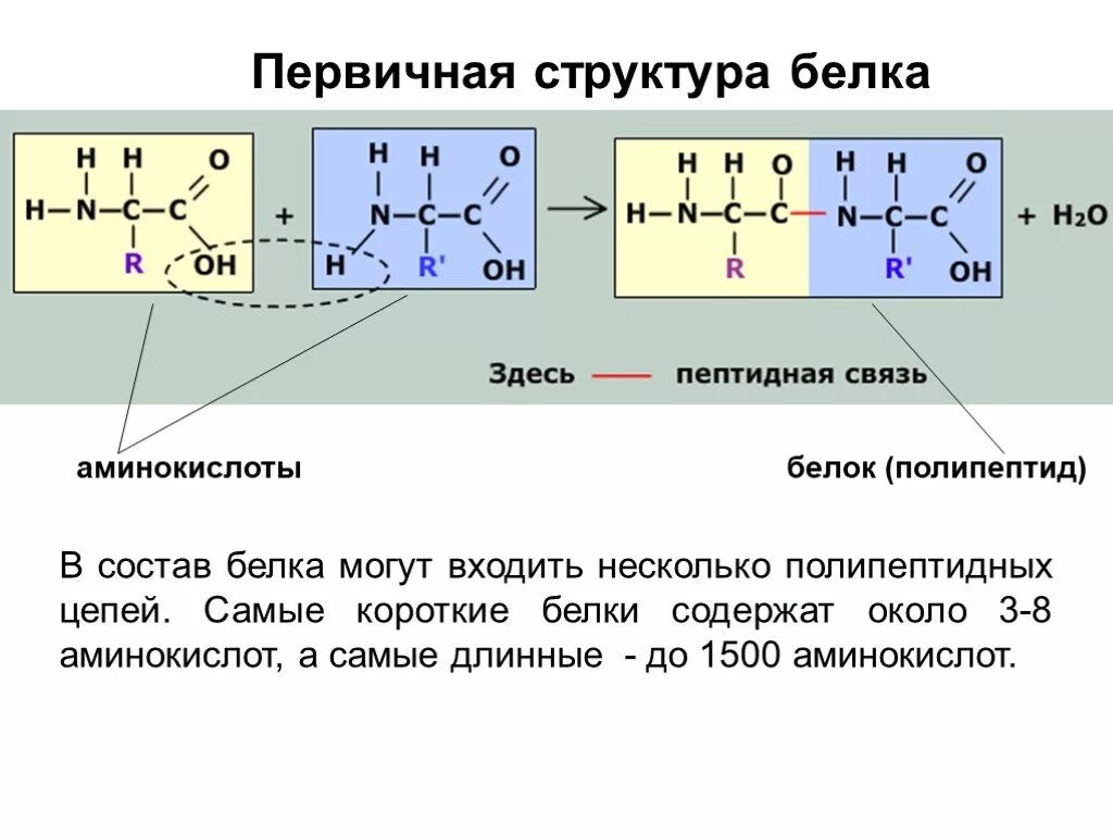 Строение первичной структуры белка. Структура белка аминокислоты. Структура первичной белковой связи. Первичная структура белка аминокислоты.