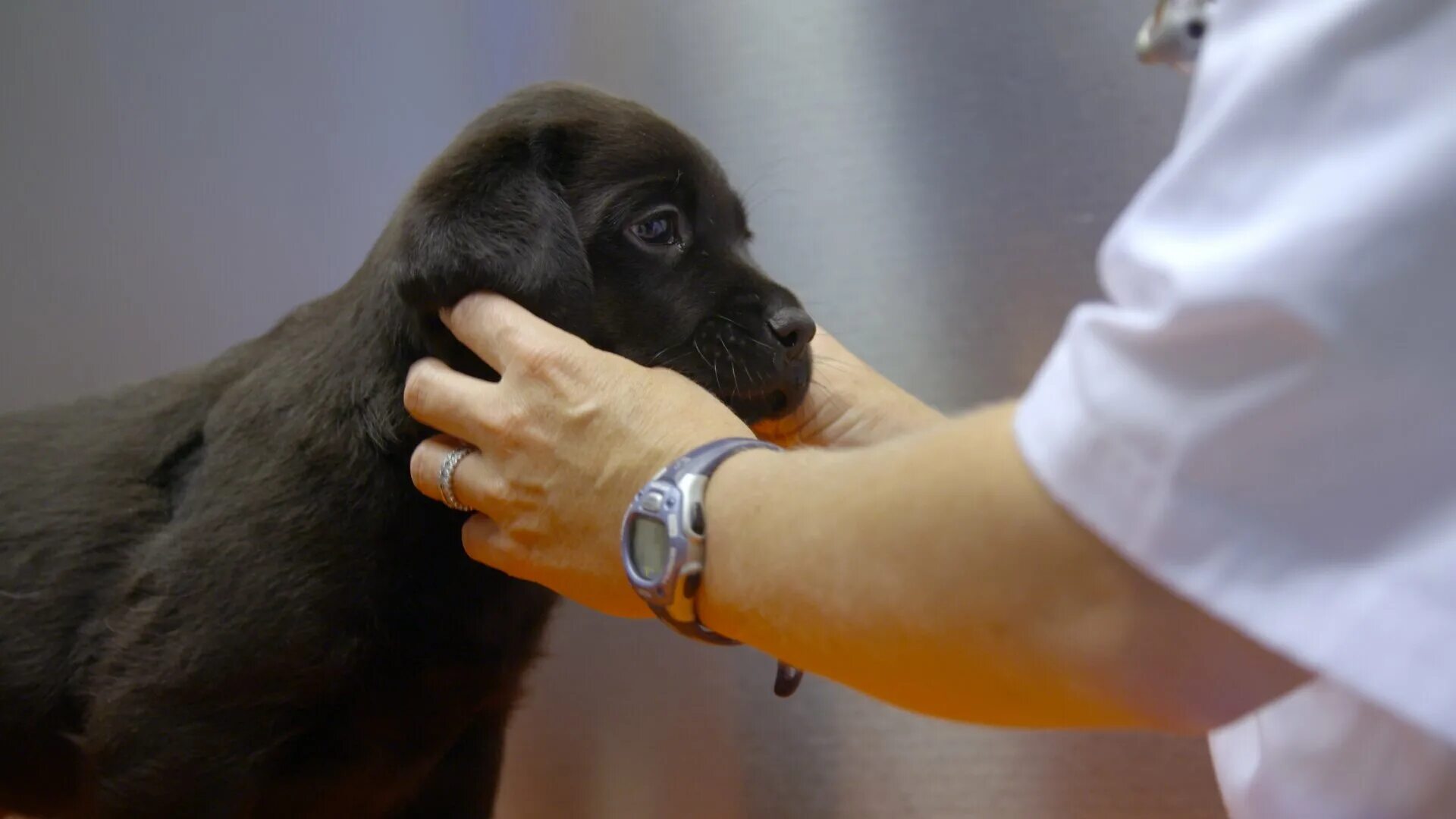 щенячья школа