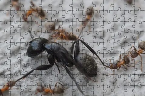 Black ant муравьи