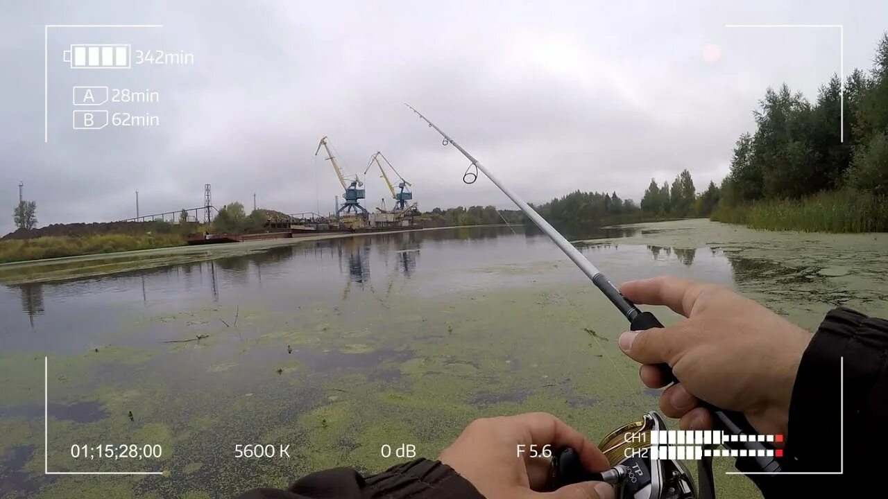 Zetrix hayron hrs. Zetrix hairon. zetrix hayron с катушкой. zetrix solver. окунь на микроджиг осенью.