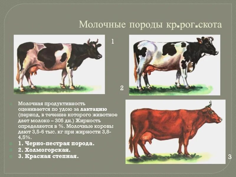 Коровы молочной породы. Породы крупного рогатого скота молочного направления продуктивности. КРС для презентации. Породы молочных коров.