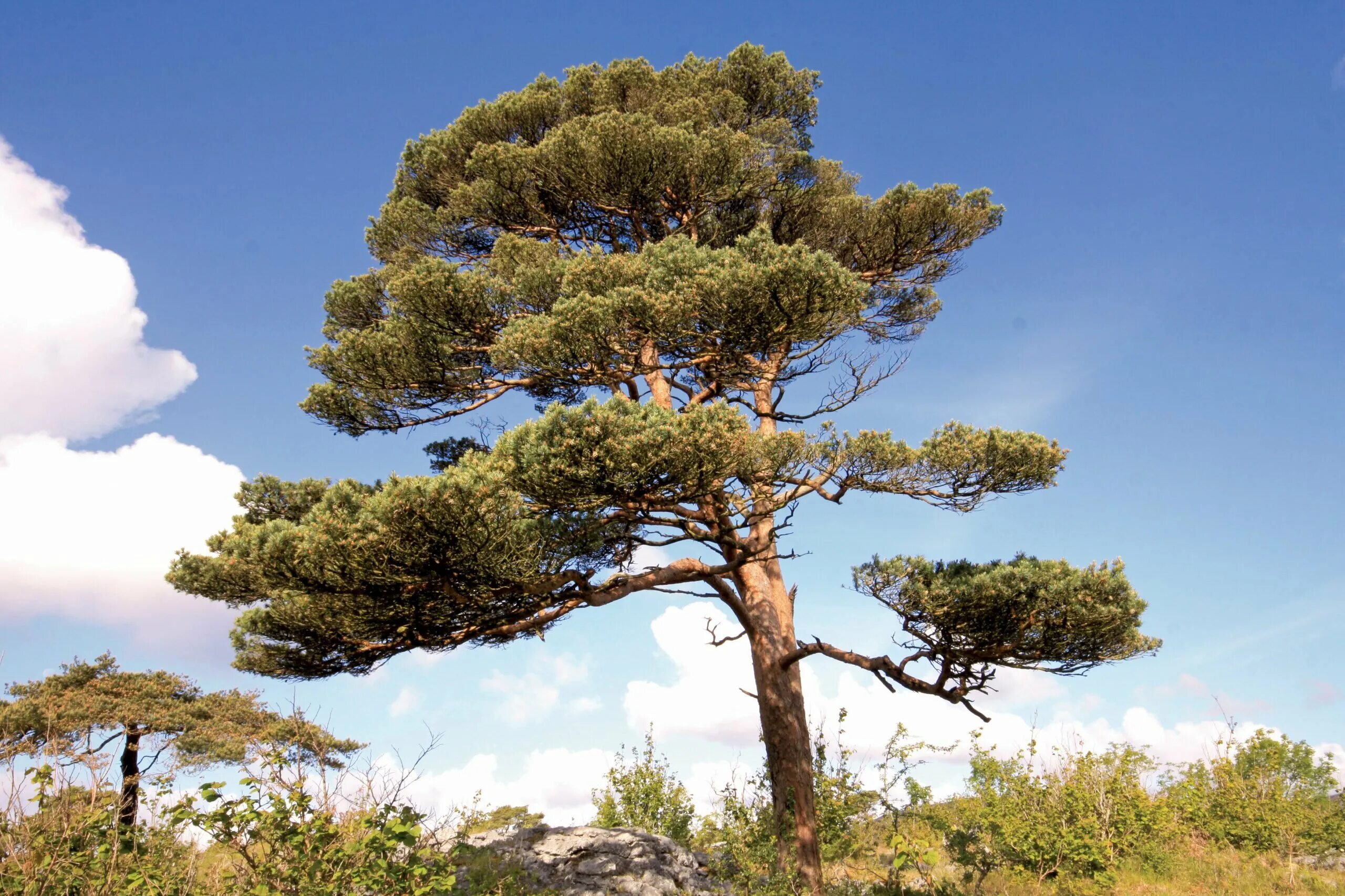 Хвойные кроны. Сосна обыкновенная Pinus Sylvestris. Сосна обыкновенная (Pínus Sylvestris). Сосна обыкновенная Pinus Sylvestris l. Pinus Sylvestris (сосна обыкновенная) 'Aurea'.