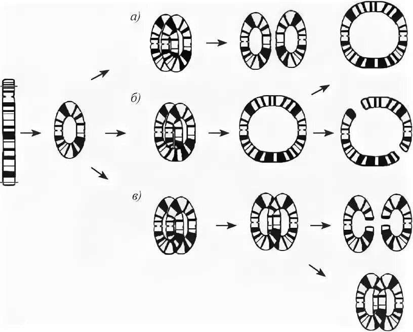 Образование кольцевой хромосомы. Возникновение кольцевых хромосом. Формирование кольцевой хромосомы. Хромосомы кольцевого типа.