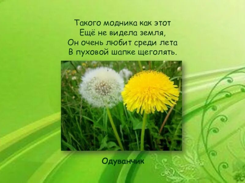 Похожие на одуванчики текст. Одуванчики слова. Одуванчики песня. Одуванчики текст. Загадки про одуванчик 2 класс литературное чтение.