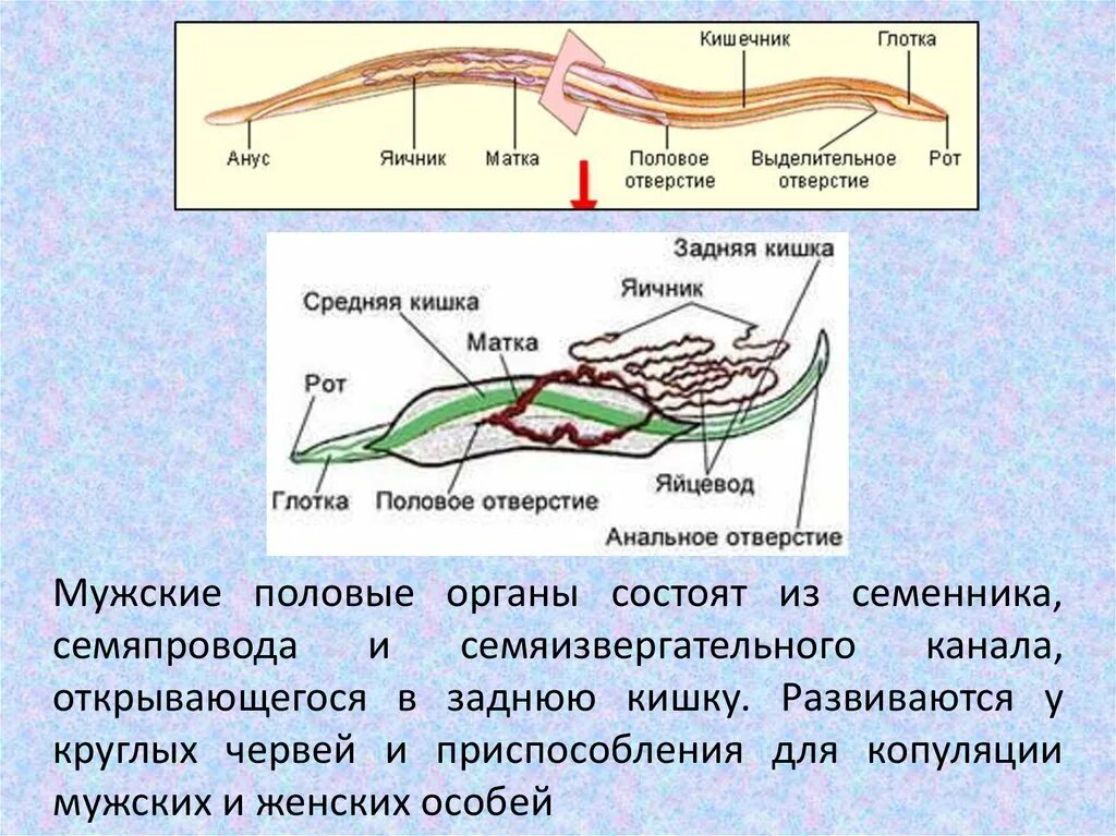 Половая система у круглых червей представлена. Органы половой системы у круглых червей. Половая система круглого червя. Тип половой системы круглых червей.