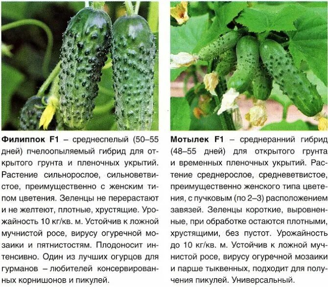 Строение стебля огурца. Сообщение о огурце. Хозяйственная классификация овощных культур. Полезные качества огурца. Меры борьбы с вирусными заболеваниями растений.