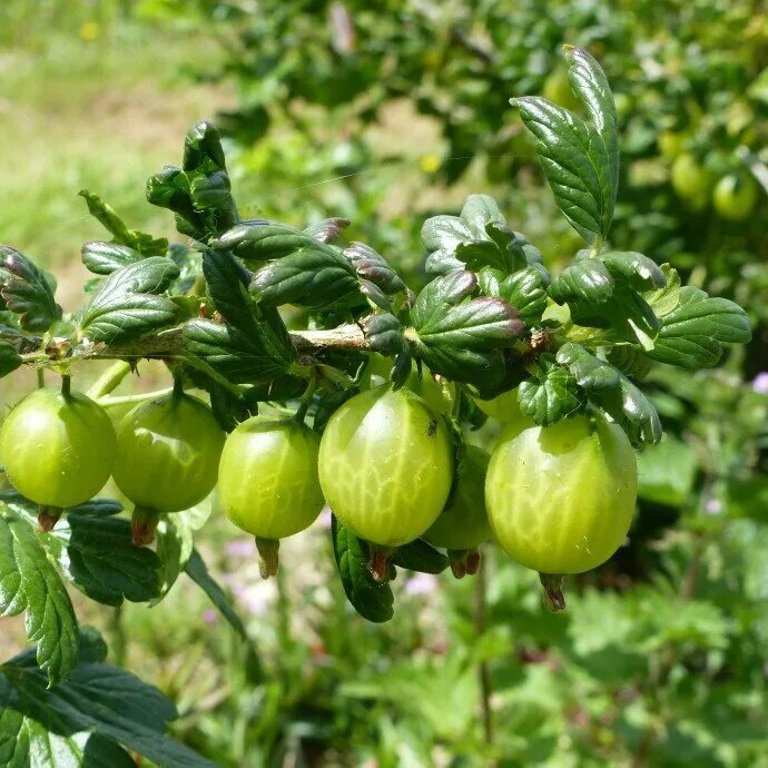 Крыжовник русский отзывы. Крыжовник бесшипный малахит. Крыжовник (ribes grossularia `Командор`). Крыжовник (Ribеs UVА-Сrispа). Крыжовник Майский герцог.