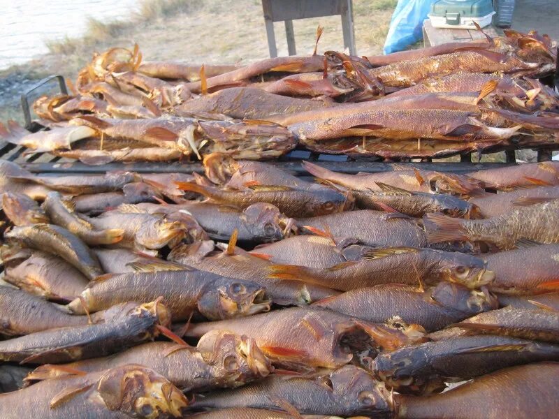 дикарем в астраханскую область. рыбалка река ахтуба астраханская область. кемпинг на ахтубе с палатками. рыбалка в харабали селитренное. волга с палатками.