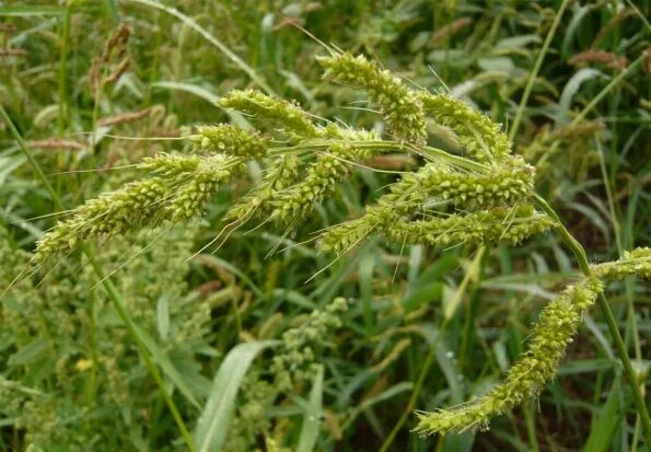 Echinochloa crus-galli - Image of an specimen - Plantarium