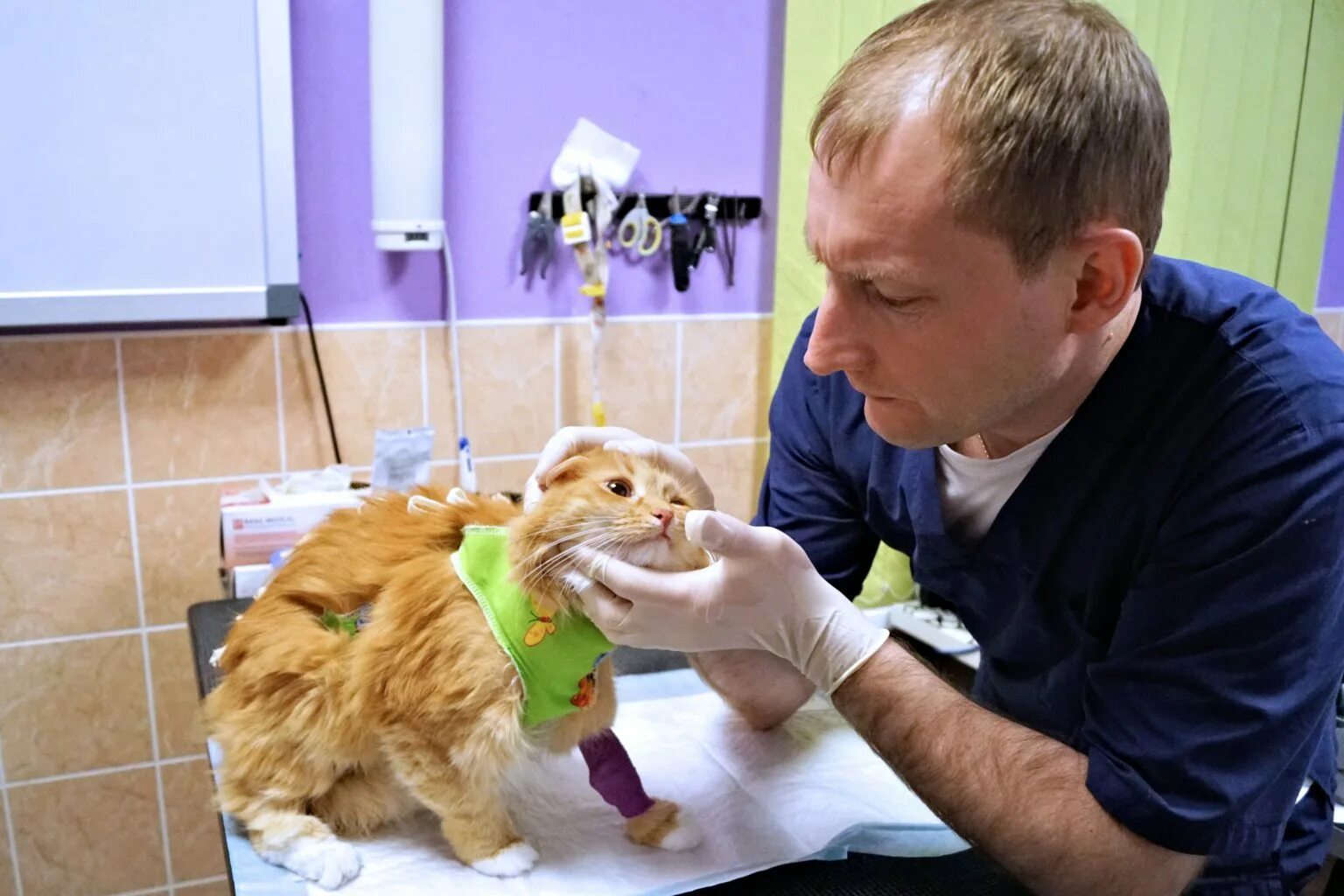 Плюсы ветеринара. Ветклиника Айболит плюс. Ветеринарная клиника Полысаево. Ветеринар с кошкой. Кошка в ветеринарной клинике.
