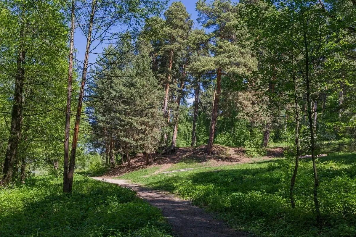 паустовский леса. усадьба паустовского ревны. паустовский повесть о лесах книга. паустовский повести и рассказы. мещерский лес тропа паустовского.