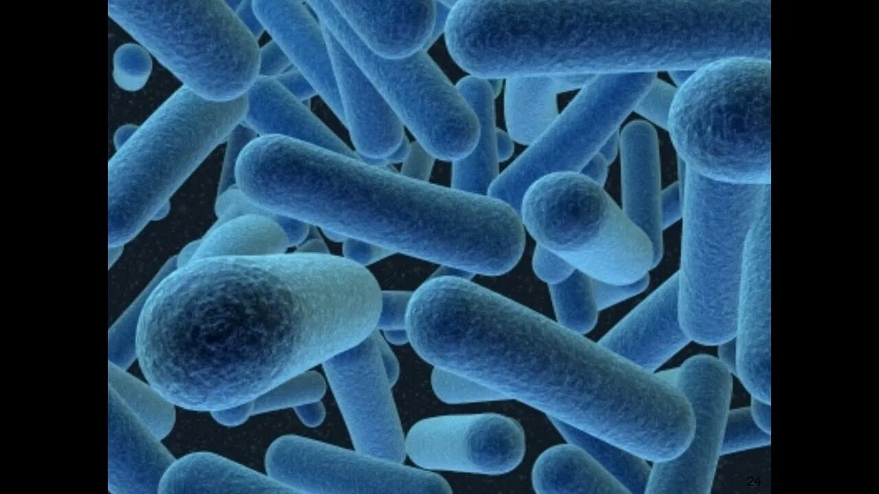 Микроорганизмы используемые в биотехнологии. Бактериальное клонирование. Клонирование бактерий. Бактерии в биотехнологии. Биотехнология микроорганизмов.