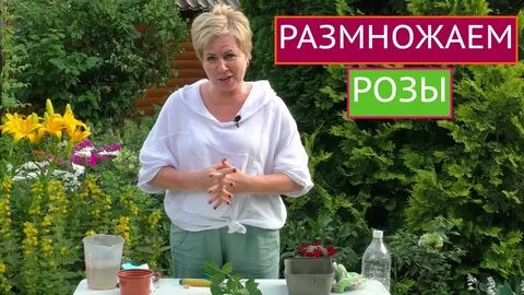 Садовый гид розы
