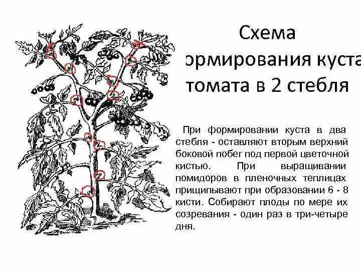 Томат в два стебля. Пасынковать томаты. пасынкование томатов. схема пасынкования томатов. пасынкование низкорослых помидор.