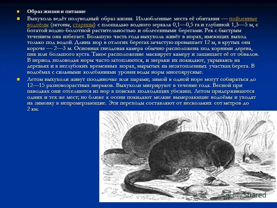 солоухин про выхухоль