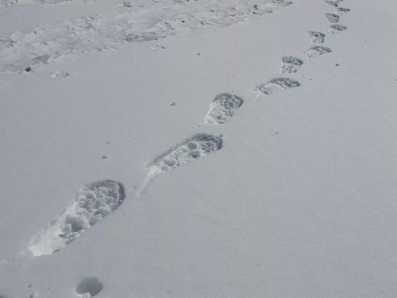 Там следы. Дорожка следов. Дорожка следов обуви. Дорожка следов на снегу. Следы обуви на снегу криминалистика.
