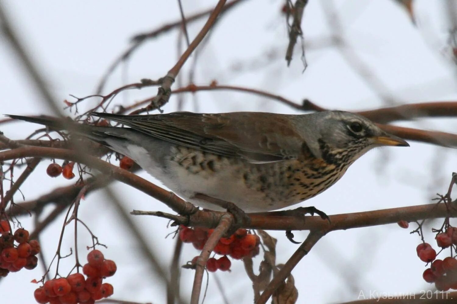 Рябинник (turdus pilaris. Дрозд-рябинник (turdus pilaris). Дрозд рябинник Fieldfare turdus pilaris. Свиристель рябинник. Серая птица подмосковье