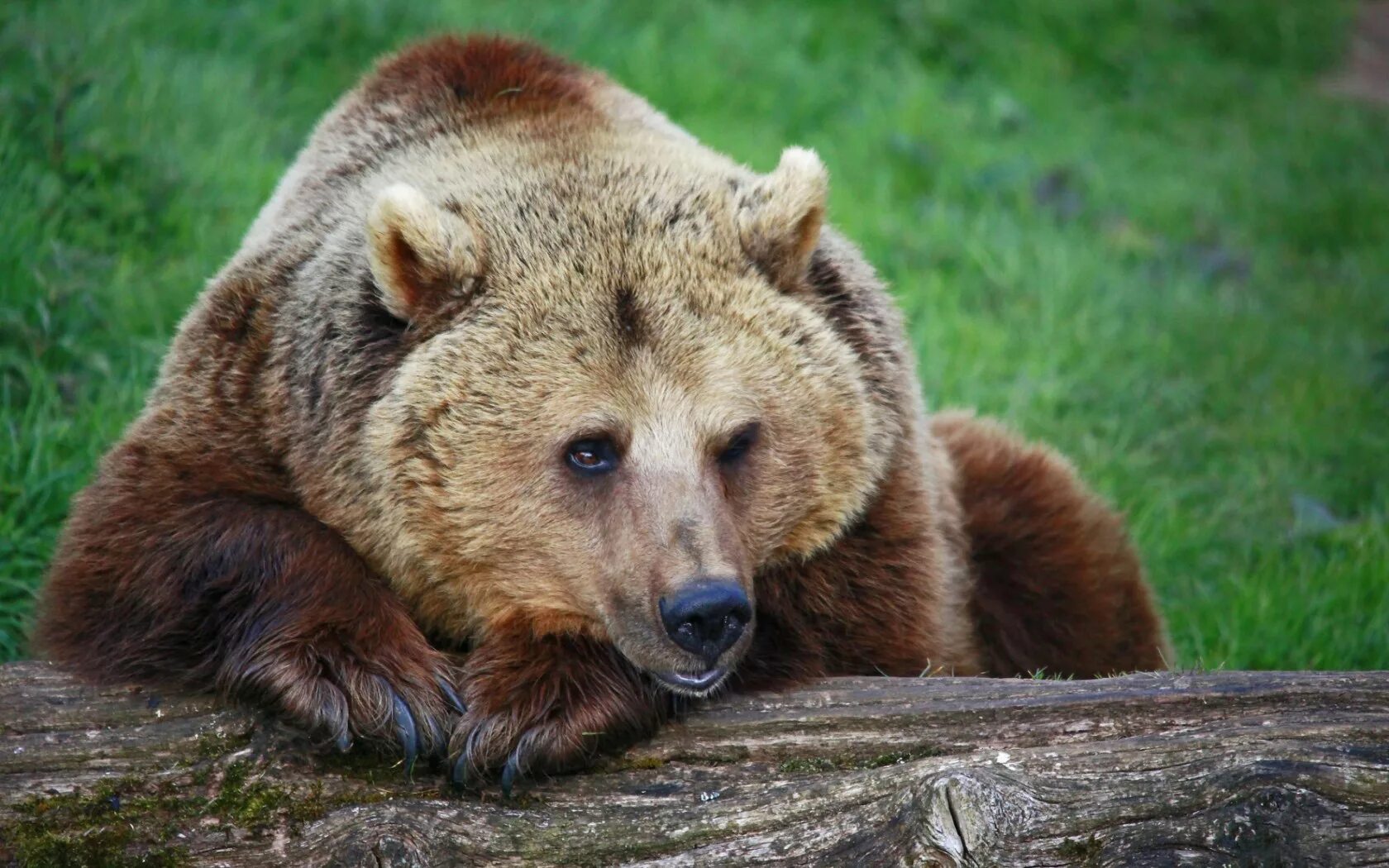 Бурый медведь. Медведь Гризли. Североамериканский медведь Гризли. Сибирский бурый медведь. Bear to think