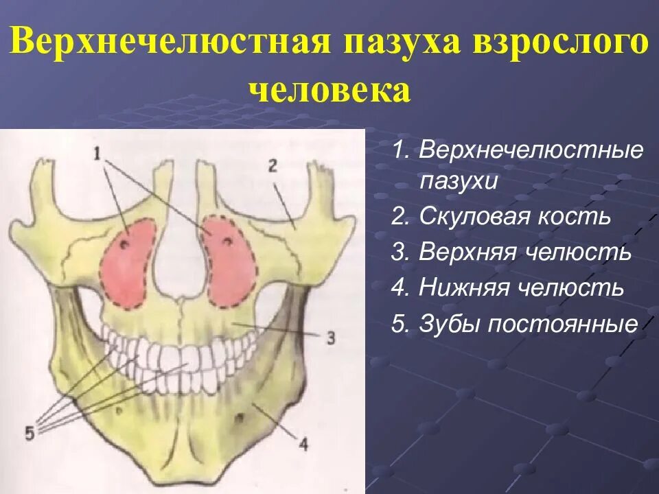 Где расположена верхнее. Гайморова пазуха анатомия клиническая. Строение стенок гайморовой пазухи. Верхняя стенка гайморовой пазухи анатомия. Латеральная стенка верхнечелюстной пазухи анатомия.