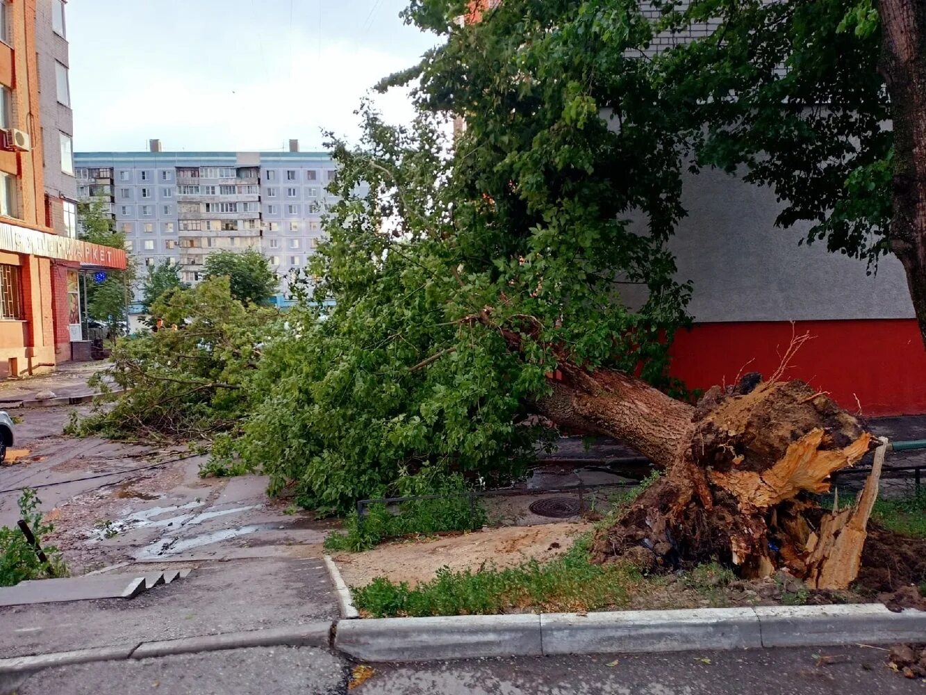 Гроза в рязани. Ураган в рязани. Ураган в рязани. Ураган в рязани сегодня происшествия. Дерево упало на провода.