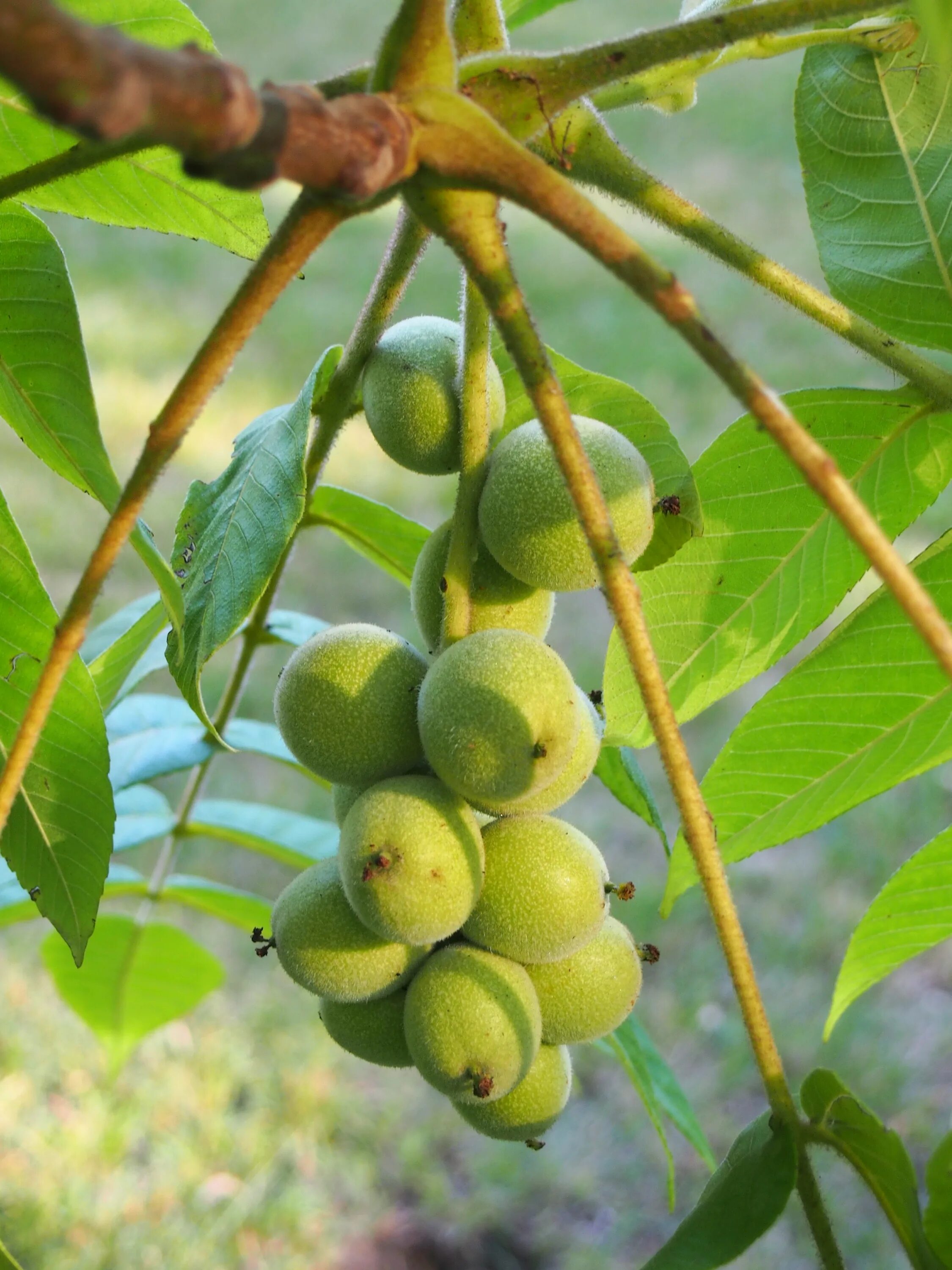 Juglans - Landscape Trees