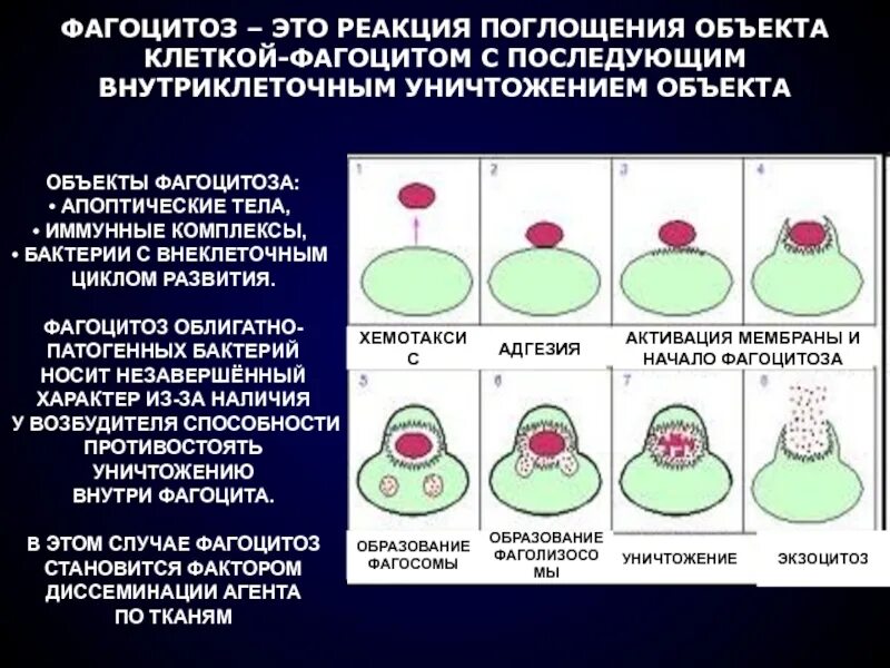 Этапы иммунного фагоцитоза. 8 Стадий фагоцитоза иммунология. Реакция фагоцитоза иммунология. Адгезия фагоцитов.