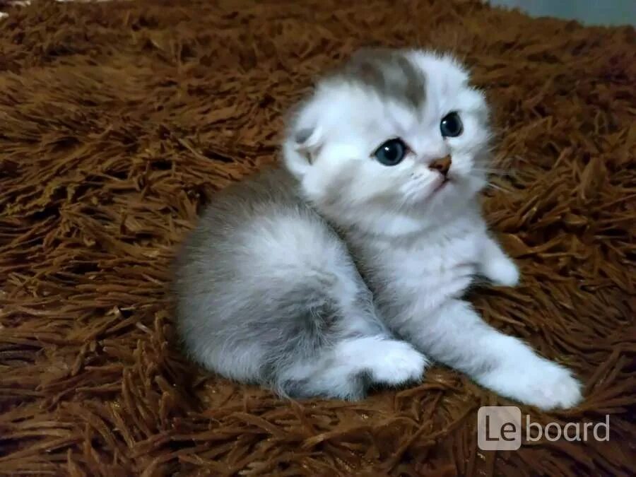 Вислоухие котята добрые руки