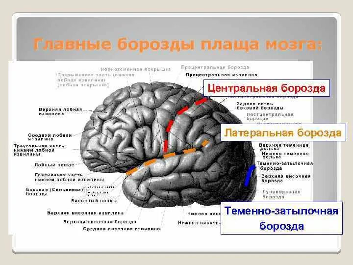 Содержит борозды и извилины какой мозг. Борозды и извилины головного мозга. Теменно затылочная борозда головного мозга. Борозды и извилины ВЕРХНЕЛАТЕРАЛЬНОЙ поверхности полушария. Основные борозды головного мозга.