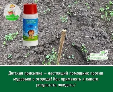 Против муравьев в огороде