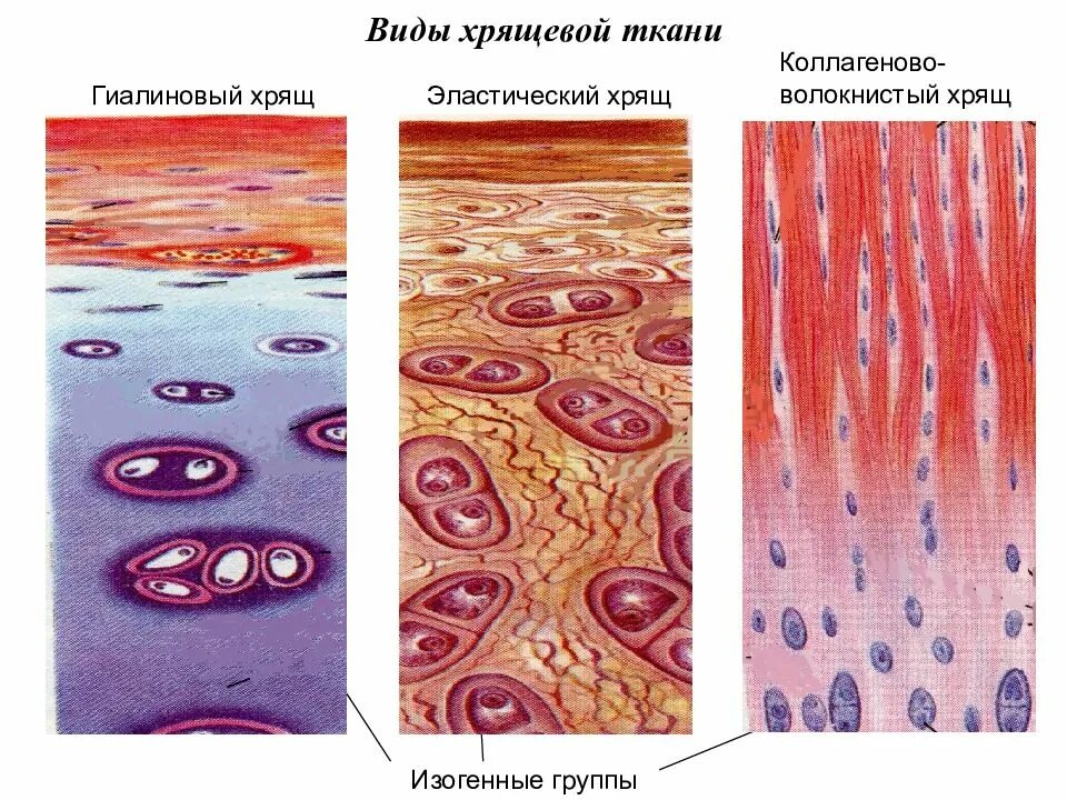 Изогенные группы. Хрящевая соединительная ткань строение. Хрящевая ткань гиалиновый хрящ. Изогенные группы гиалинового хряща. Соединительная ткань гиалиновый хрящ.