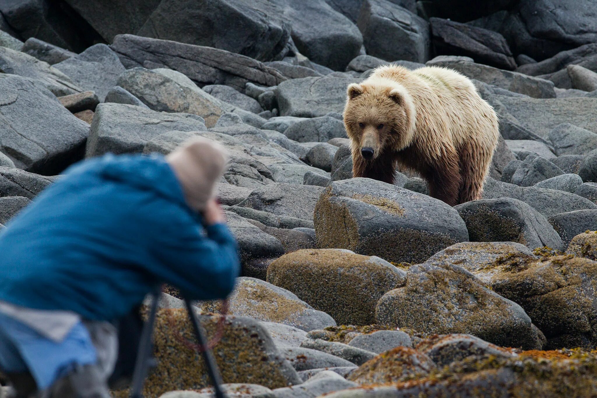 Опасны ли медведи. Медведь Гризли нападает. Медведь Гризли нападение. Встреча с медведем. Медведь бурый с человеком.