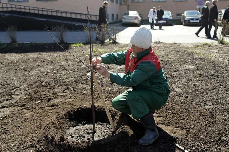 Весной сажают деревья. Посадка деревьев и кустарников. Сажать деревья в приморском районе. Сажать деревья. Весной сажают деревья.