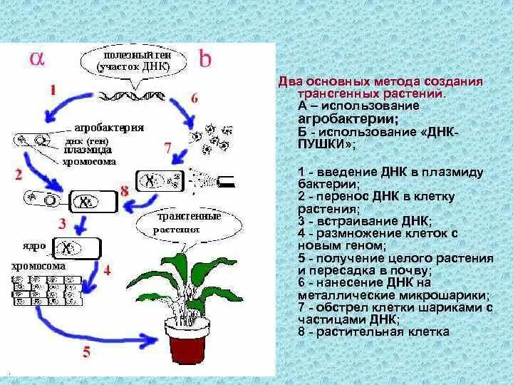 Этапы получения трансгенных растений. Методы создания трансгенных растений. Схема получения трансгенных микроорганизмов. Методы создания трансгенных растений. Этапы получения трансгенных растений.