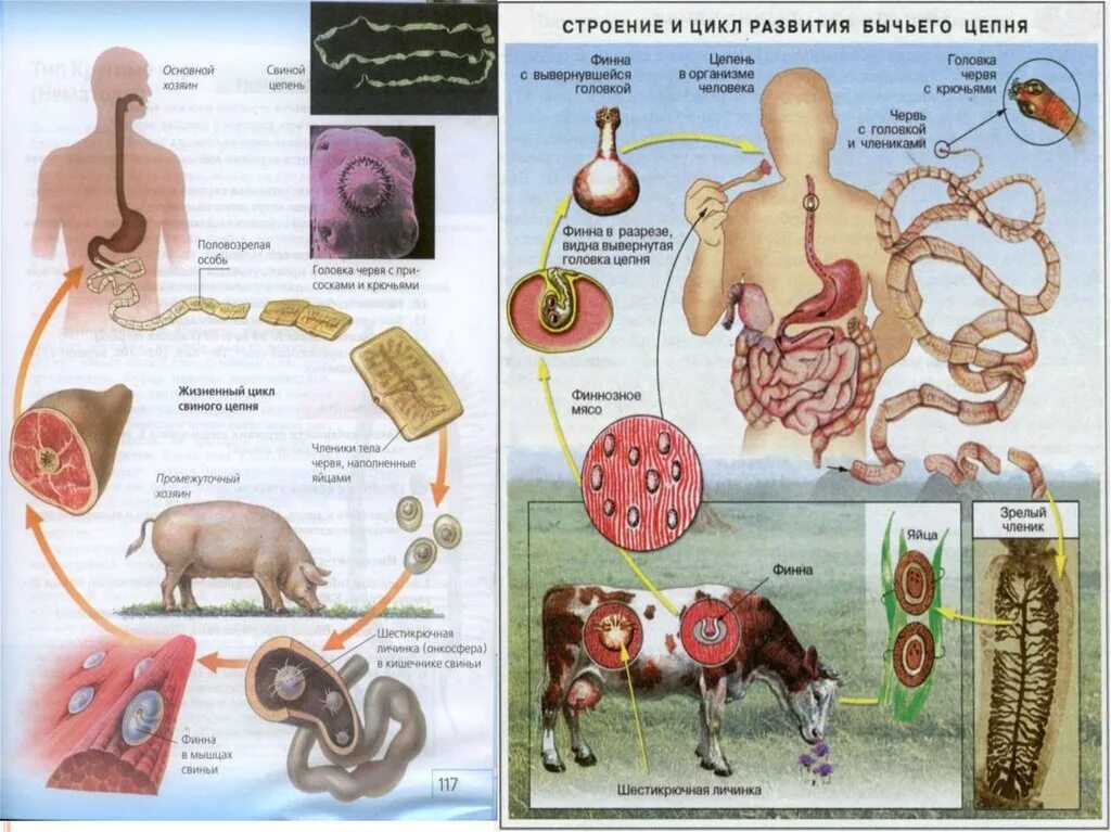 Жизненный цикл бычьего цепня начиная с яиц