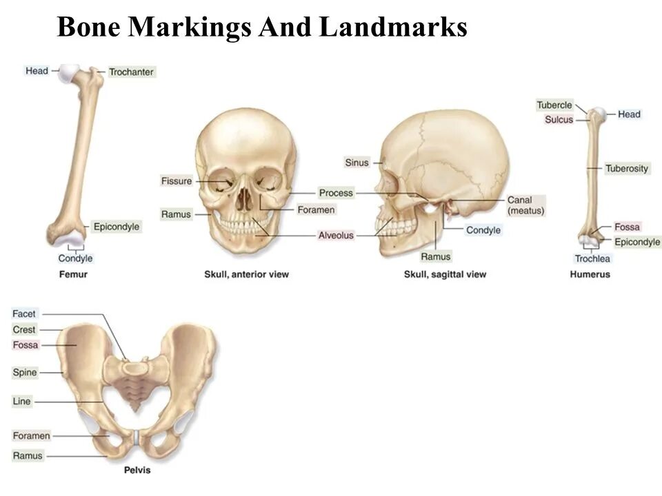 Bone meaning. Foramen bone marking. bone landmark. вомер кость. markings on the head of.