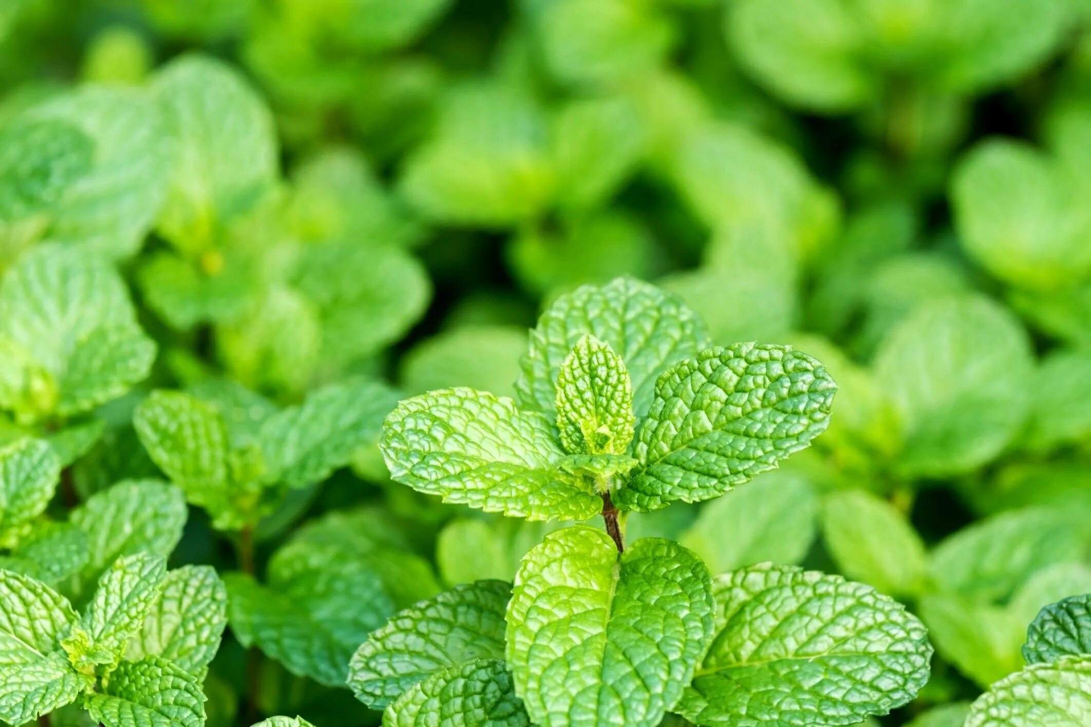 Мята минт. Мята перечная (mentha piperita). Мята перечная. Мята перечная свежая. Мята круглолистная.