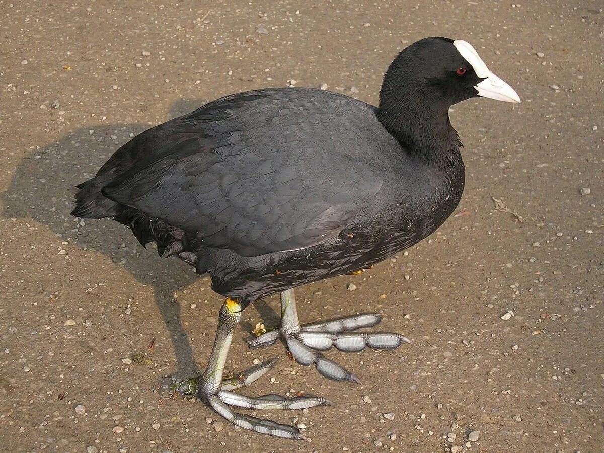 Лысуха (Fulica atra). Черная лысуха. Качкалдак туркменский. Американская лысуха.