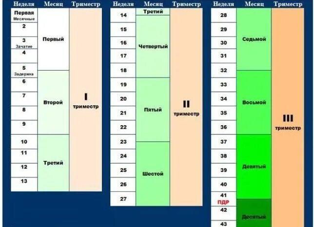 триместры по неделям. недели беремености по мес. 9 месяцев в неделях беременности. сколько длитсябекременность. 24 неделя беременности месяц.