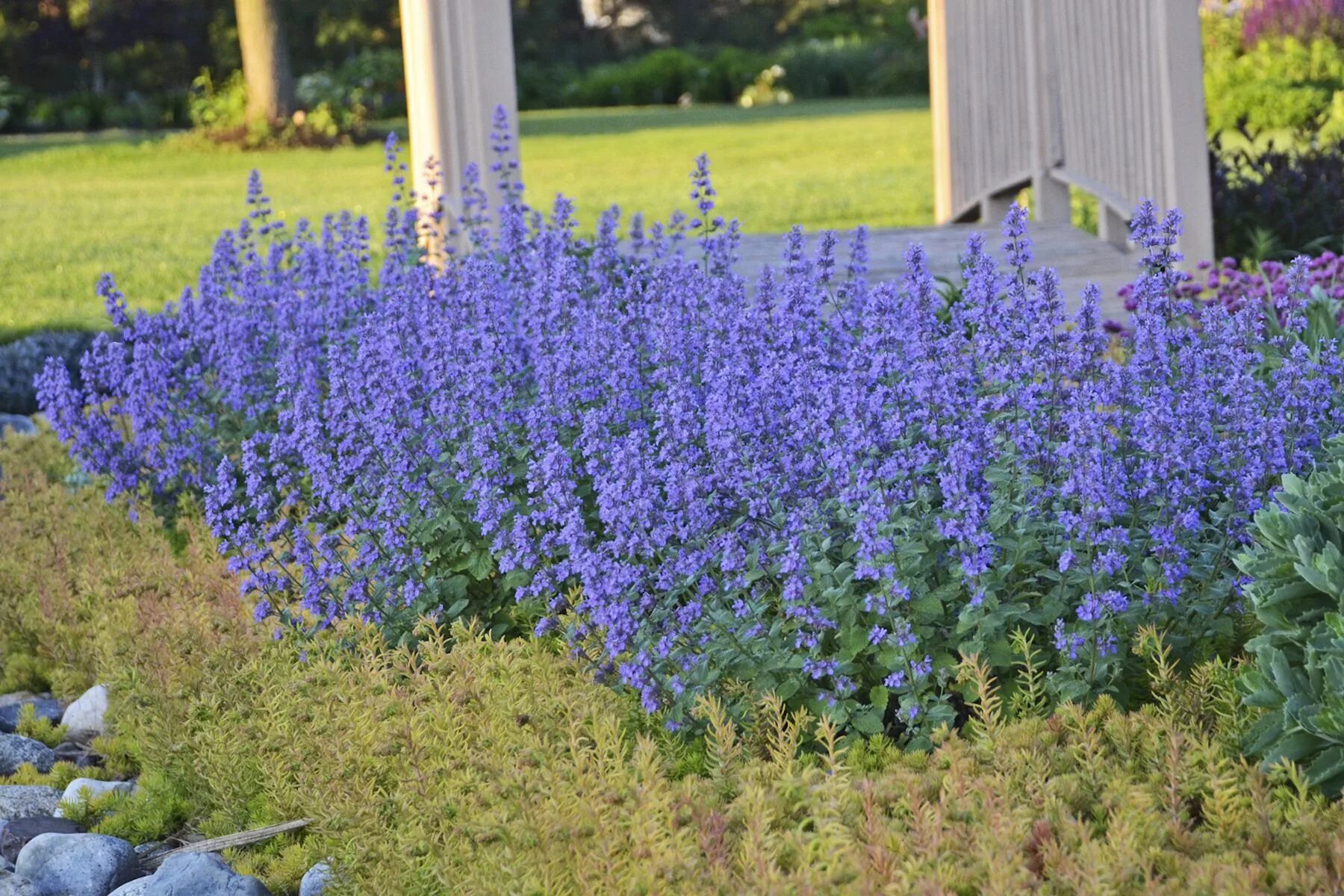 Котовник блю вандер описание. Котовник фассена (nepeta. котовник фассена blue wonder. котовник фассена пурсиан блю. котовник фассена (nepeta faassenii `blue wonder`).