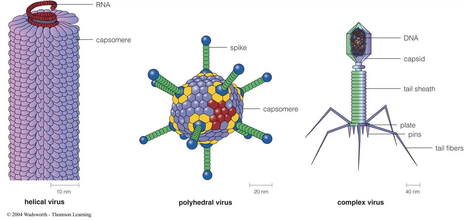 Possible virus