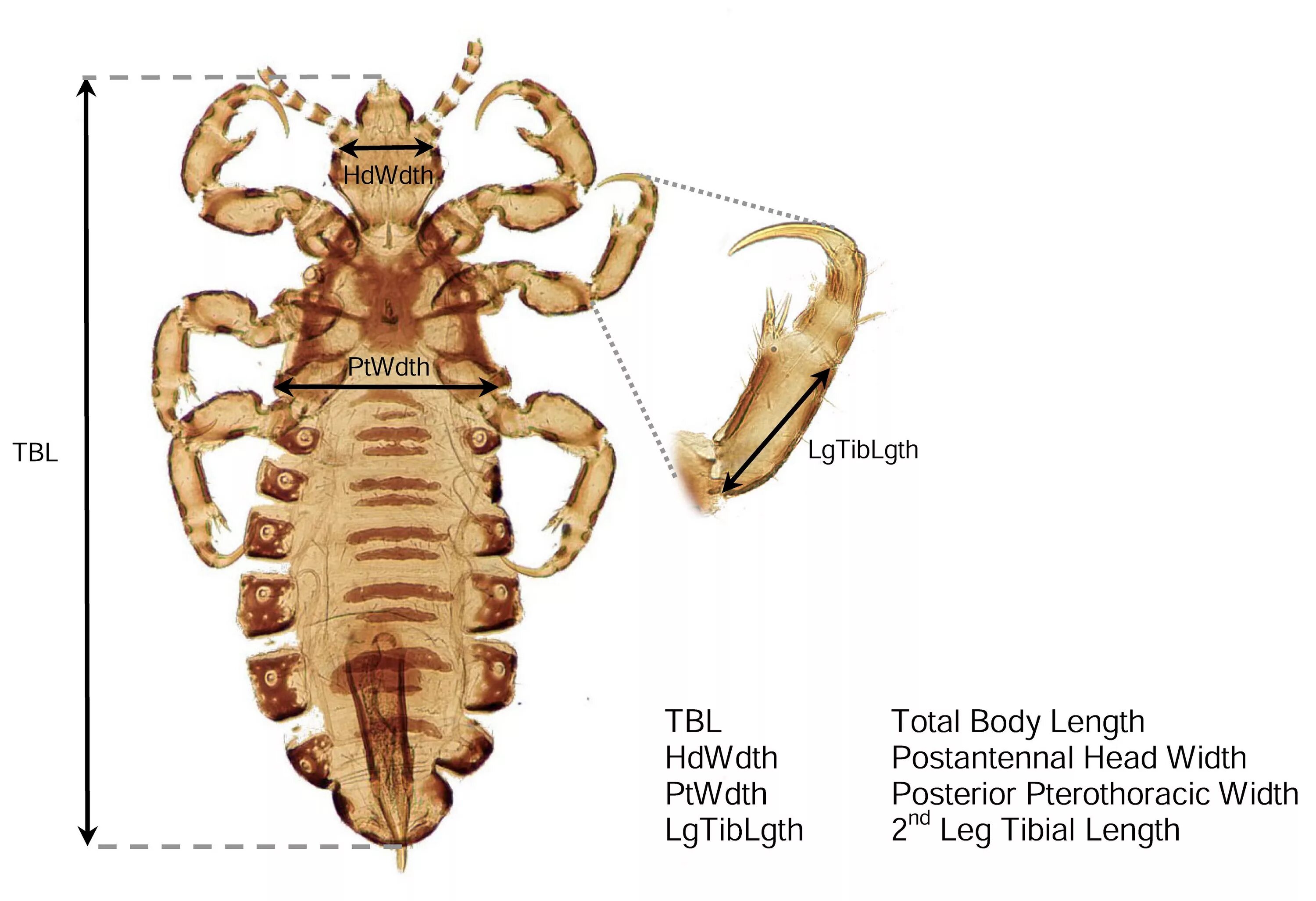 Головная вошь самка строение. Платяная вошь (Pediculus humanus capitis) строение. Pediculus humanus capitis строение. Человеческая головная вошь Pediculus humanus capitis строение. Самка головной вши рисунок