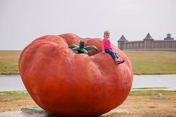 Огромный держаться. Парк Кудыкина гора помидоры. Кудыкина гора помидоры растут. На Кудыкину гору воровать помидоры. Кудыкина гора Липецкая помидор.