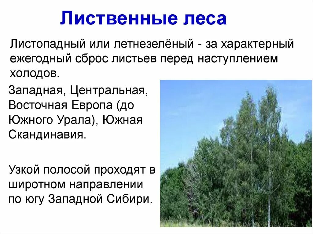 Описание широколиственных лесов по плану. Какая освещенность в лиственном лесу. Краткое описание экосистемы лиственного леса. Информация о лиственном лесе Красноярского края. Температура горения лиственных лесов.