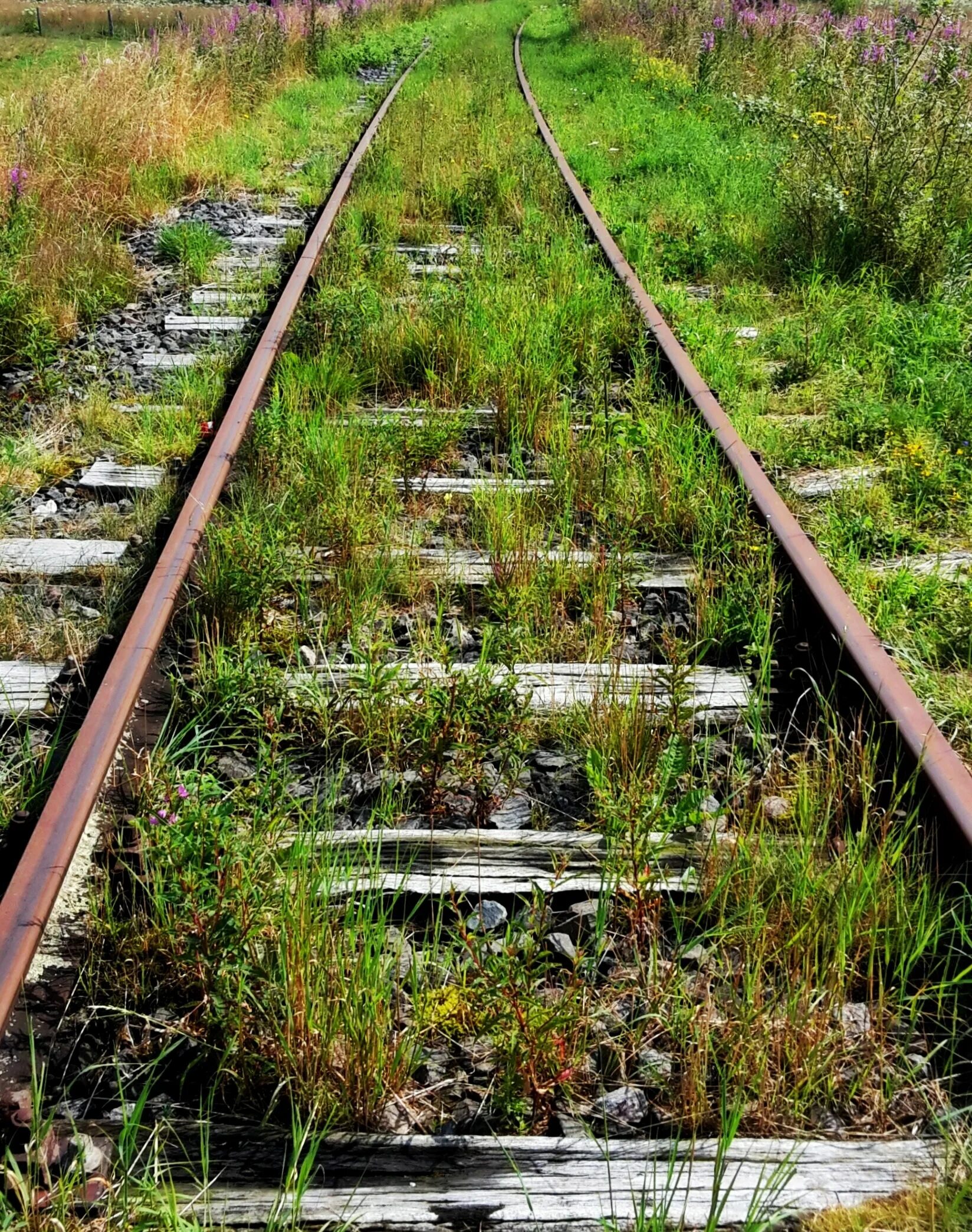 Railway line. Заросшие рельсы. Заброшенная железная дорога. Железнодорожные пути. Заброшенные рельсы.