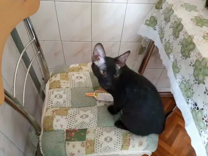 Отдам сфинкса в добрые