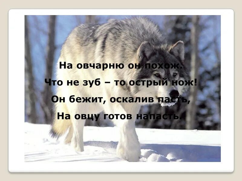 Не верь волку в овчарне значение