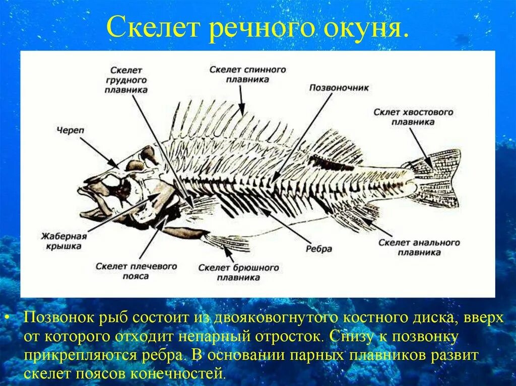 В позвоночнике 2 отдела туловищный и хвостовой. Скелет Надкласс рыбы. Строение скелета костных рыб. Строение позвоночника костных рыб. Скелет костистой рыбы Речной окунь биология 7 класс.