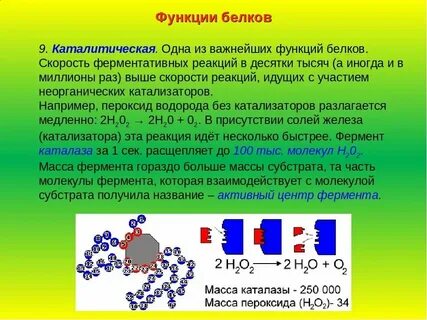 Фермент каталаза содержится во всех живых организмах