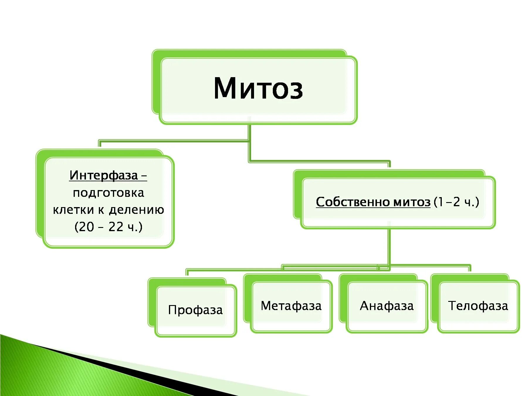 Значение деления клеток в жизни растений. Митоз растительной клетки. Подготовка клетки к делению. Эволюция растений схема биология. Интерфаза митоза.